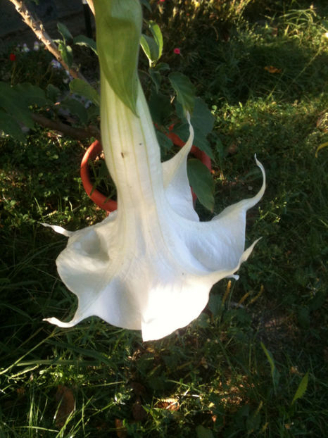  - brugmansia