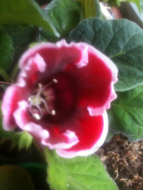 GLOXINIA - FLORILE MELE 2017