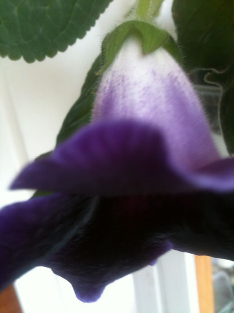 GLOXINIA - FLORILE MELE 2017