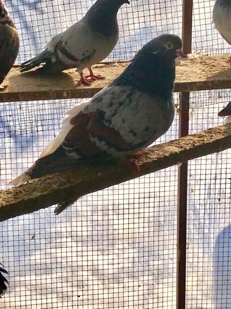 BECDA375-78C8-4DCC-B806-08B90F4FEA2B - Vargati codalbi