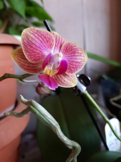 Orhidee pitică 24.01.18 - florii