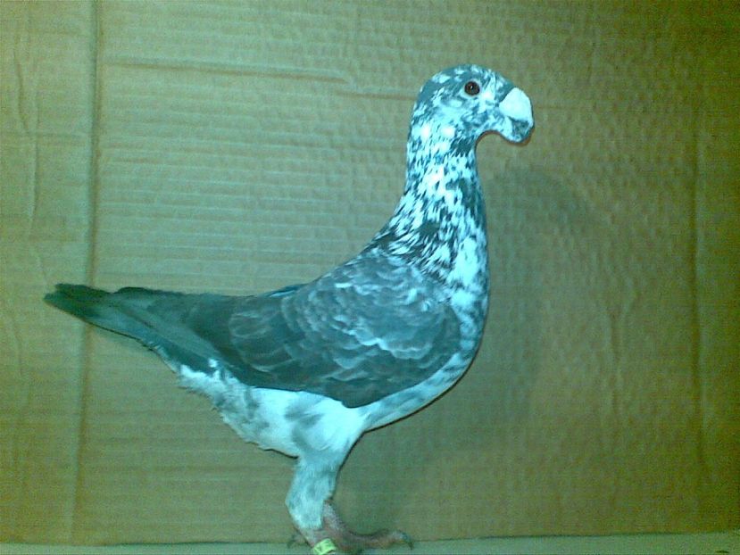 M 2017 - Matca masculi 2018