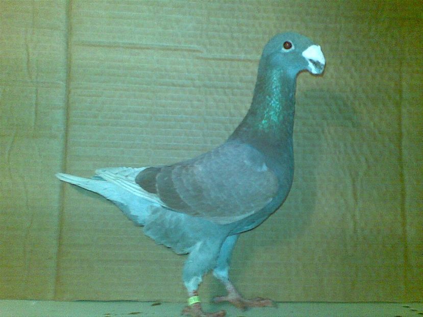 M 2017 - Matca masculi 2018