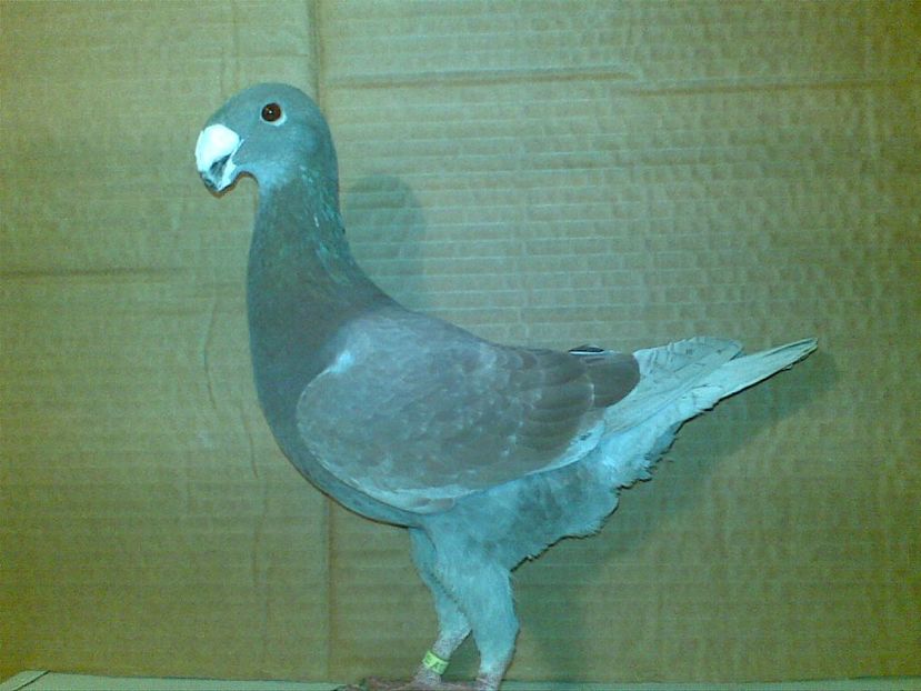 M 2017 - Matca masculi 2018