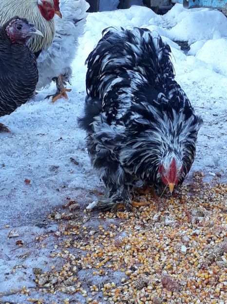  - Cochinchina urias bobat