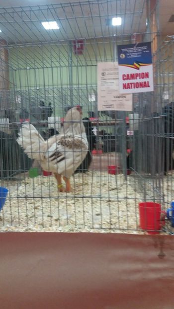  - Combatant Indian talie mare jubile