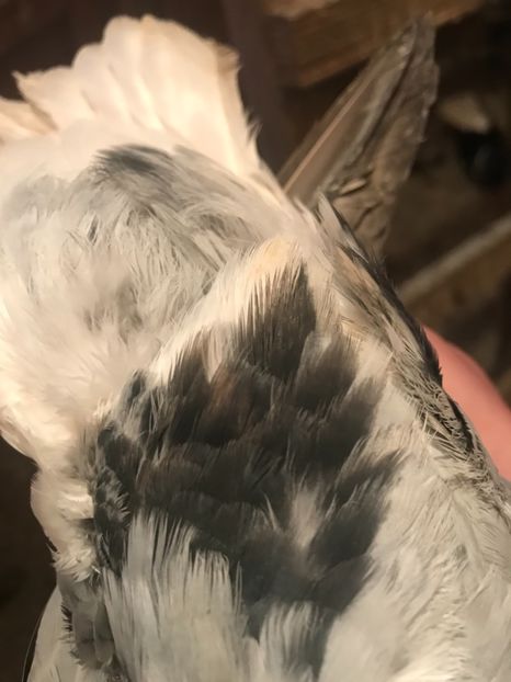 E58988F7-D341-40DB-8C29-0BEA24B70E58 - Vargati codalbi