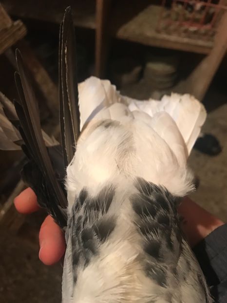 C0224021-1346-4A24-8164-B3DBEBB300B9 - Vargati codalbi