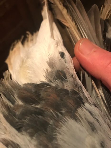 EED500ED-7AED-47C8-9856-3F64B32E1543 - Vargati codalbi