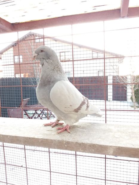 2012 - FEMELE PT 2018