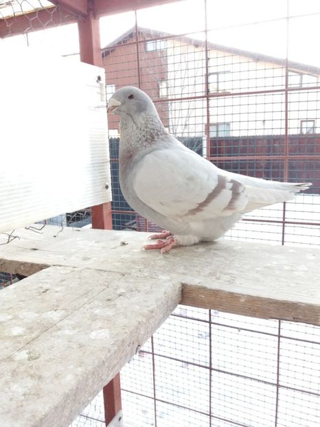 2014 - FEMELE PT 2018