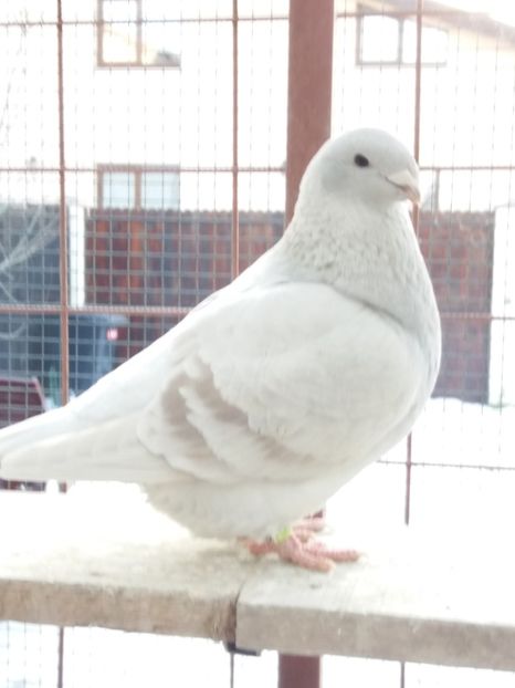 2017 - FEMELE PT 2018