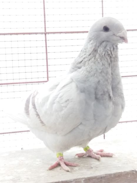 2017 - FEMELE PT 2018