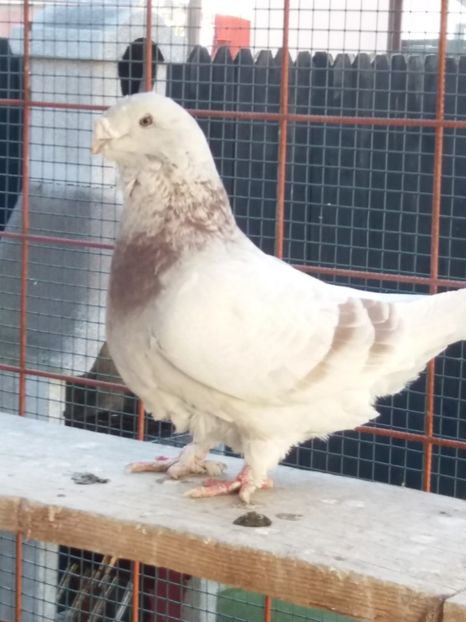 2013 - FEMELE PT 2018