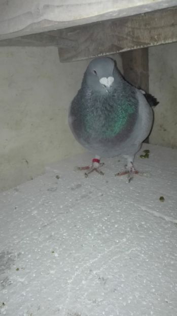  - Masculi pentru 2018