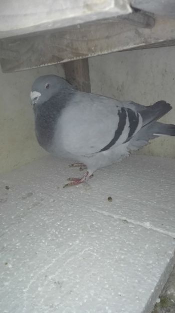  - Masculi pentru 2018