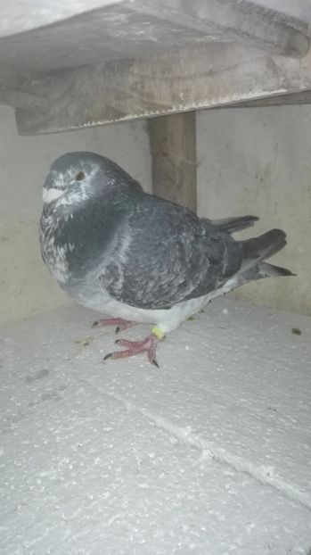  - Masculi pentru 2018