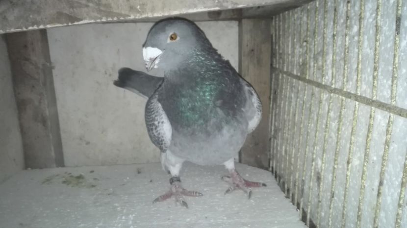  - Masculi pentru 2018