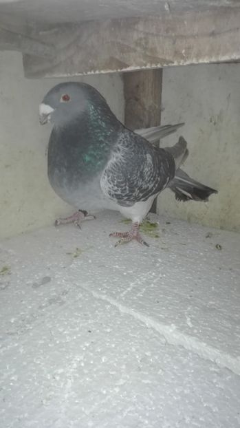  - Masculi pentru 2018