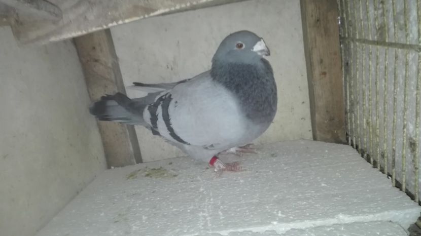  - Masculi pentru 2018