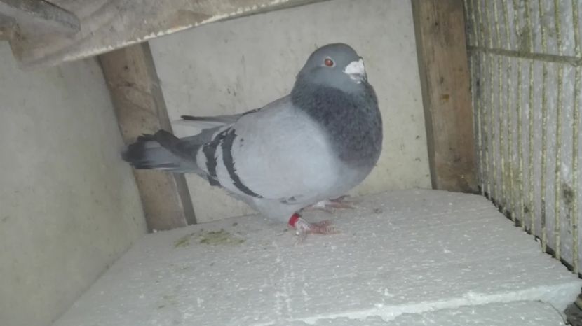  - Masculi pentru 2018