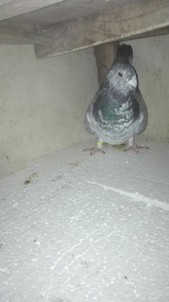  - MATCĂ Femele 2018