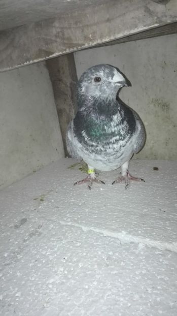 F2017 - MATCĂ Femele 2018