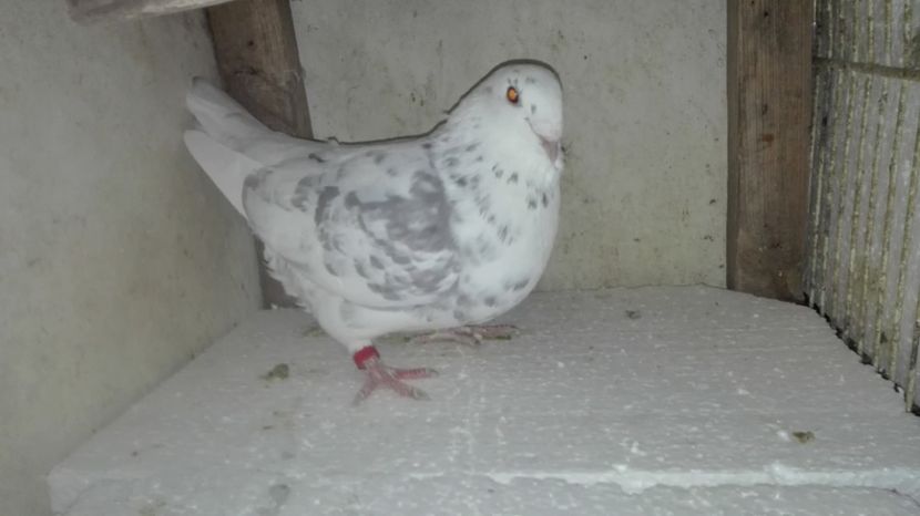  - MATCĂ Femele 2018