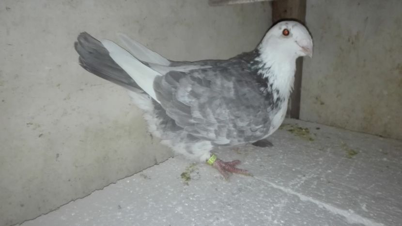 F 2017 - MATCĂ Femele 2018