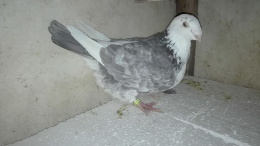  - MATCĂ Femele 2018