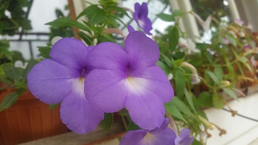  - Achimenes 2017