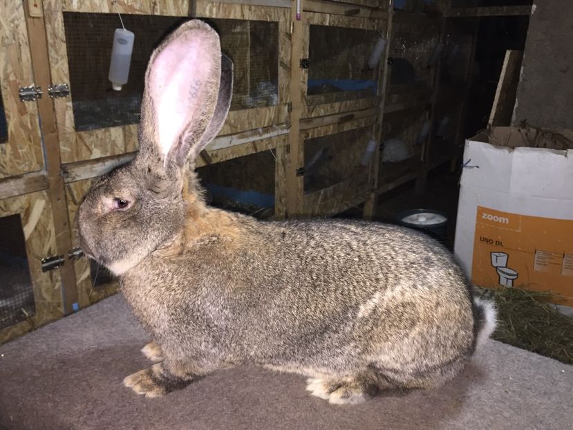 8,5 Kg - RO 427-12616