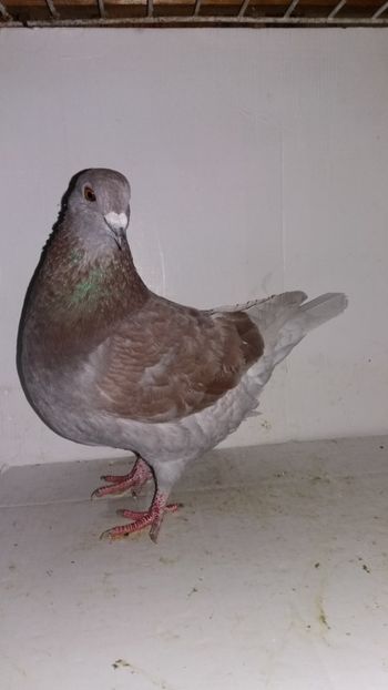 F 2017 vanduta - De vanzare kingi