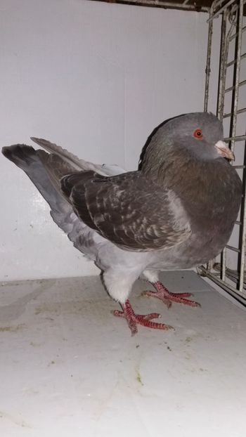 F 2016 vanduta - De vanzare kingi