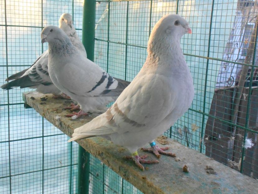 Picture 1607 - Fete argintii pt 2018