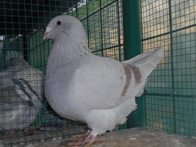 Picture 1643 - Fete argintii pt 2018