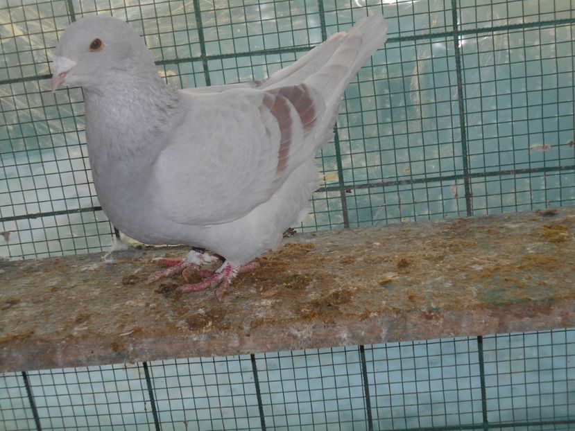 Picture 1628 - Fete argintii pt 2018