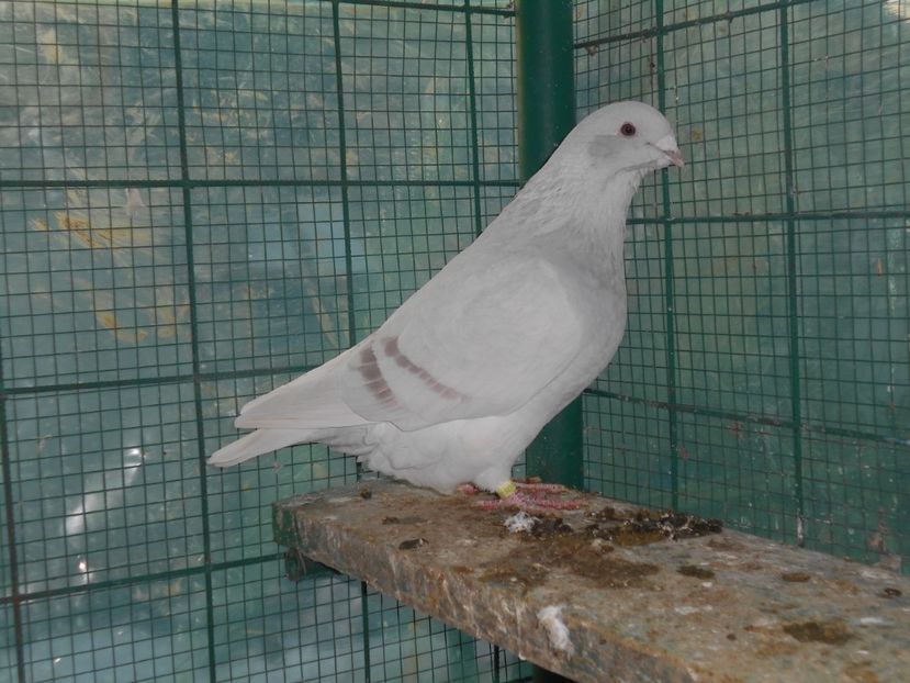 Picture 1637 - Fete argintii pt 2018