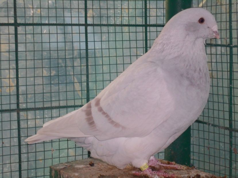 Picture 1640 - Fete argintii pt 2018