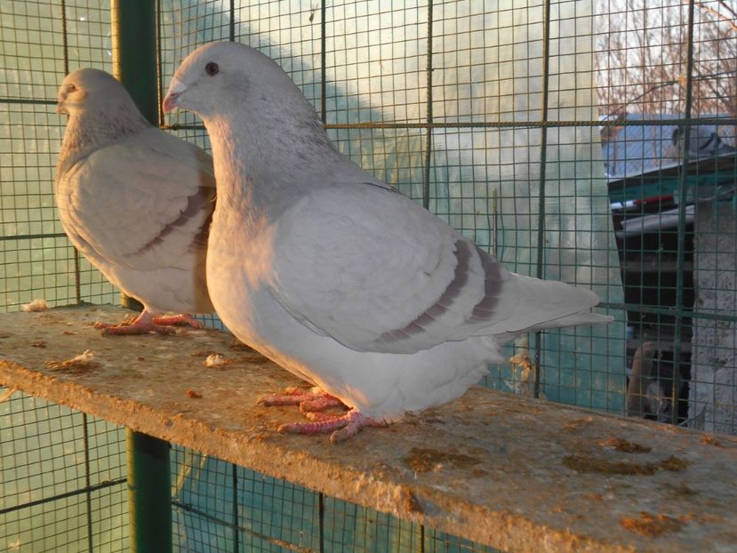 Picture 1623 - Fete argintii pt 2018