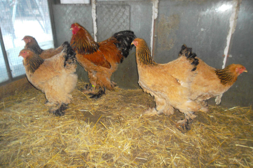 BC 2 - 1 a Cocosi Matca 2018