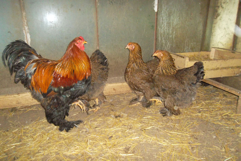 BP 1 - 1 a Cocosi Matca 2018