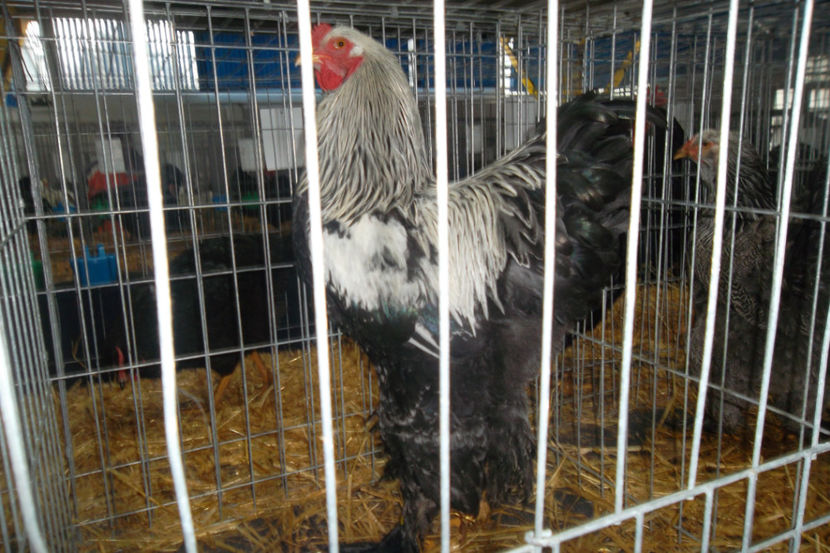 BHI 1 - 1 a Cocosi Matca 2018