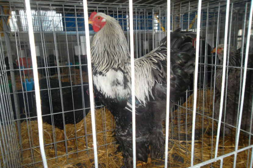 BHI 1 - 1 a Cocosi Matca 2018