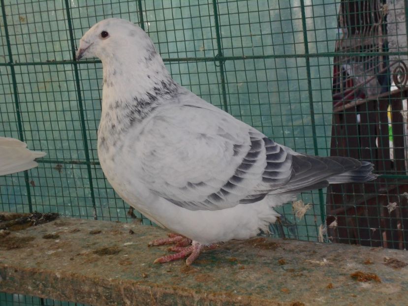 Picture 1617 - Fete cuc pt 2018