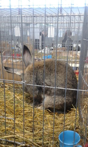  - 0 - REZ EXPO TG NEAMT IAN 2018