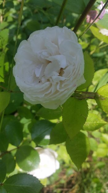 20170601_170315 - Trandafiri 2017