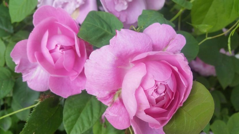 20170601_170538 - Trandafiri 2017