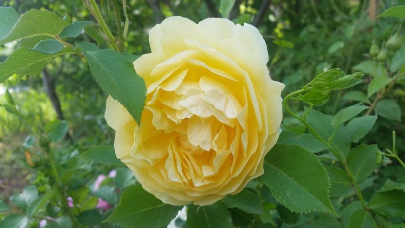 20170601_170606 - Trandafiri 2017