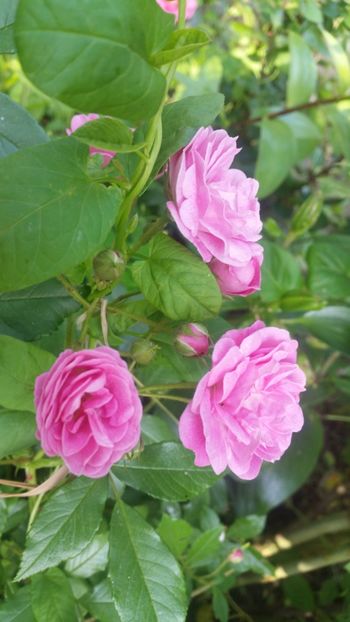 20170601_170654 - Trandafiri 2017